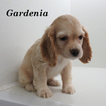 puppy, for, sale, Cocker Spaniel, Joe & Cherri  Overlease, dog, breeder, Miller, MO, dog-breeder, puppy-for-sale, forsale, nearby, find, puppyfind, locator, puppylocator, aca